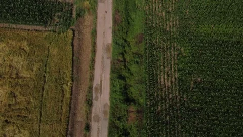 Corn fields 動画素材 167732494