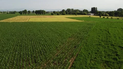 Corn fields 動画素材 167732673