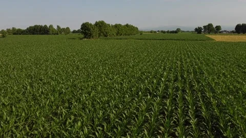 Corn fields 動画素材 167732988