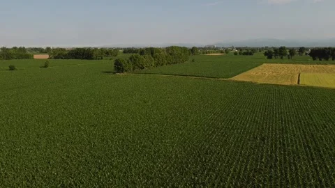 Corn fields 動画素材 167733012