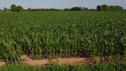 Corn fields 動画素材 167733041