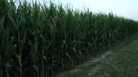 Corn fields Stock Footage 199135517