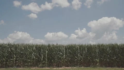 Corn Fields Stock Footage 240028231