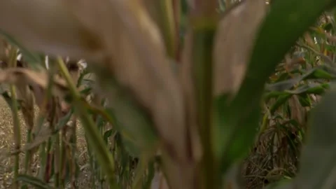 Corn fields harvest Stock Footage 141731046