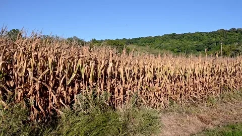 Corn fields harvest Stock Footage 161608426