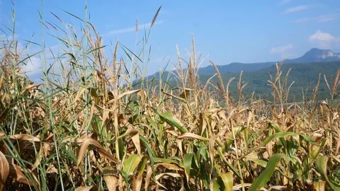 Corn fields harvested on the mountains in northern Thailand. Stock Footage 118730271