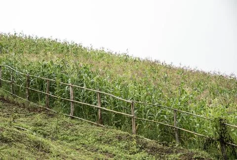The Corn fields on hills in Asia Stockfoto's