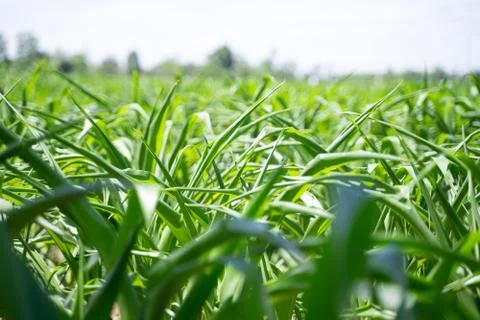 Corn fields in the hot sun Stock Photos