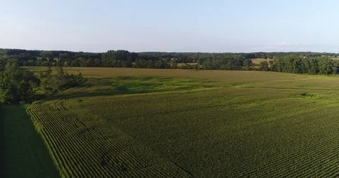 Corn Fields of Indiana Video stock 79732070