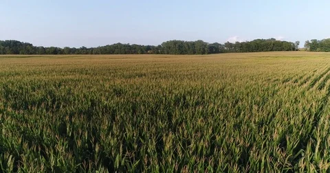 Corn Fields of Indiana Stock Footage 79732097