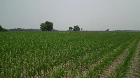 Corn fields of Iowa Stock Footage 300878087