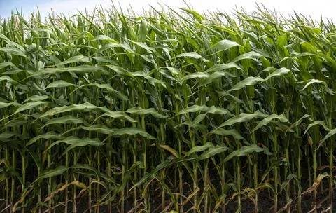 Corn fields Lummi Nation reservation, near Bellingham Stock Photos