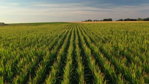 Corn fields in Normandy, aerial drone view at sunset Stock Footage 207971409