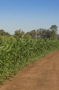Corn fields Foto stock