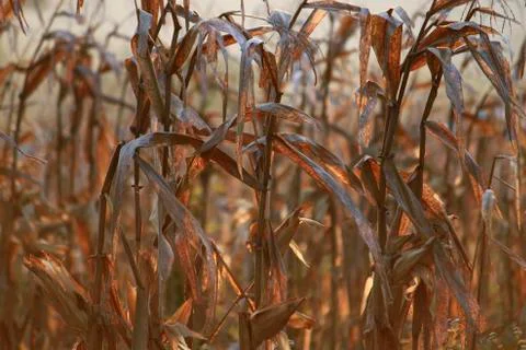 Corn fields Stock Photos