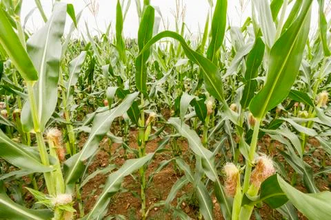 Corn fields Stock Photos