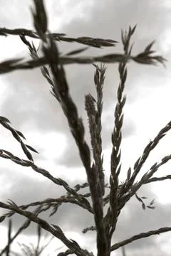 Corn fields Stock Photos