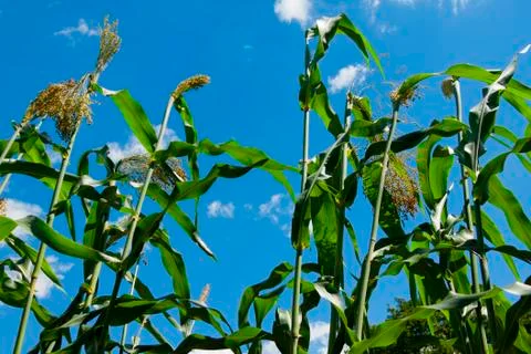 Corn fields Stock Photos