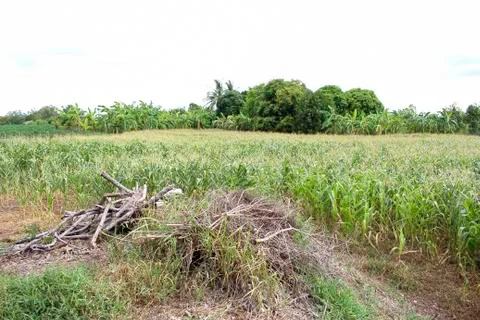 Corn fields Foto stock