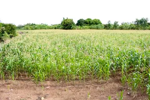 Corn fields Stock Photos