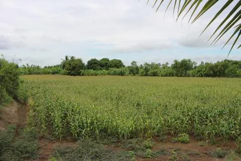 Corn fields 库存照片