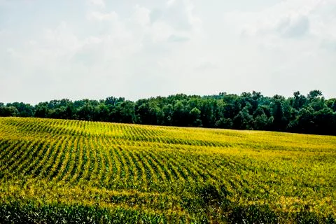 Corn Fields Stock Photos