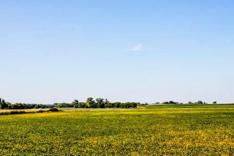 Corn Fields Stock Photos