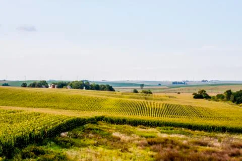 Corn Fields Stock Photos