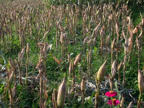 Corn fields Stock Photos