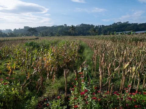 Corn fields Stock Photos