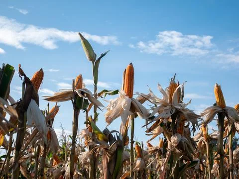 Corn fields Stock Photos
