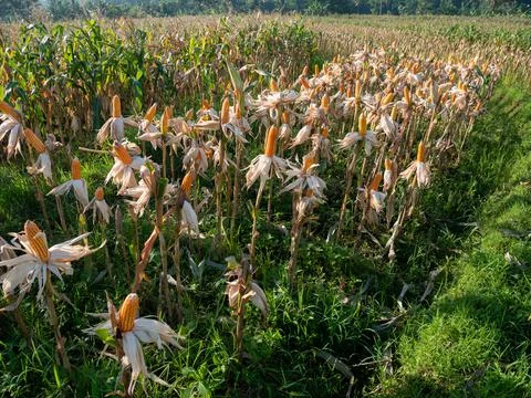 Corn fields Stock Photos