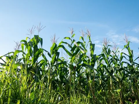 Corn fields Stock Photos