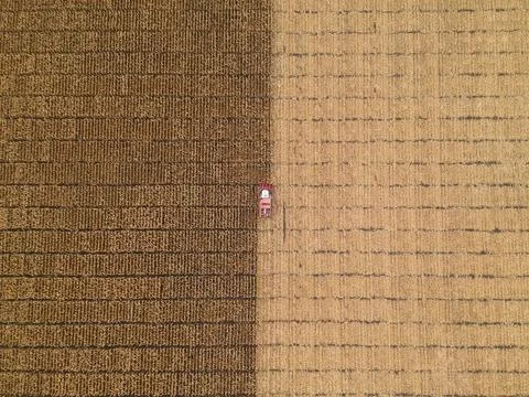 Corn fields Stock Photos