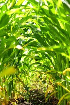 Corn fields Stock Photos