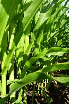 Corn fields Stock Photos