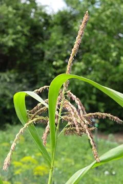 Corn fields Stock Photos