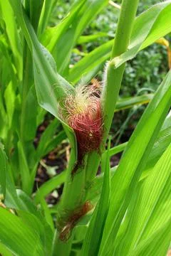 Corn fields Stock Photos