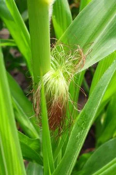 Corn fields Stock Photos