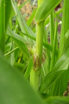 Corn fields Stock Photos
