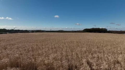 Corn fields rural footage Stock Footage 238006591