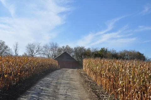 Corn fields split with a dirt road leading to a barn in the farm Stock Photos