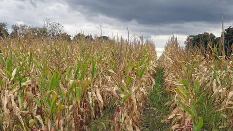 Corn fields with storm clouds Stock Photos