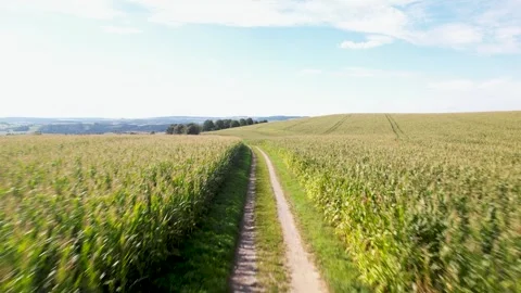 Corn fields in summer day 스톡 동영상 254204638