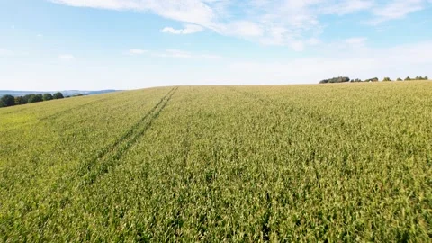 Corn fields in summer day Stockbeeldmateriaal 254204647