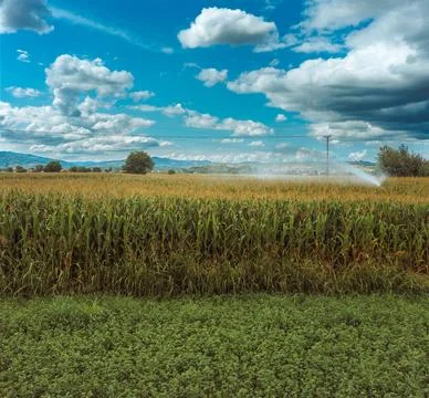 Corn fields in summer Foto stock