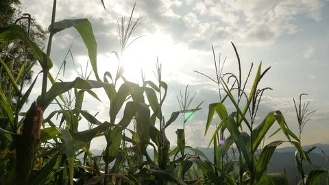 Corn Fields With Sunlight Stock Footage 83162337