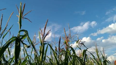 Corn Fields on a Sunny Day Stock Photos