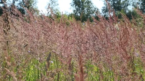 The corn in the fields swaying in the wind Video stock 78916306