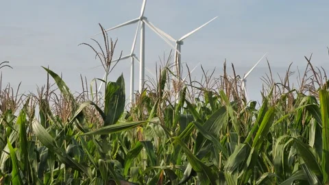 Corn fields with wind turbines, Stock Footage 140765497